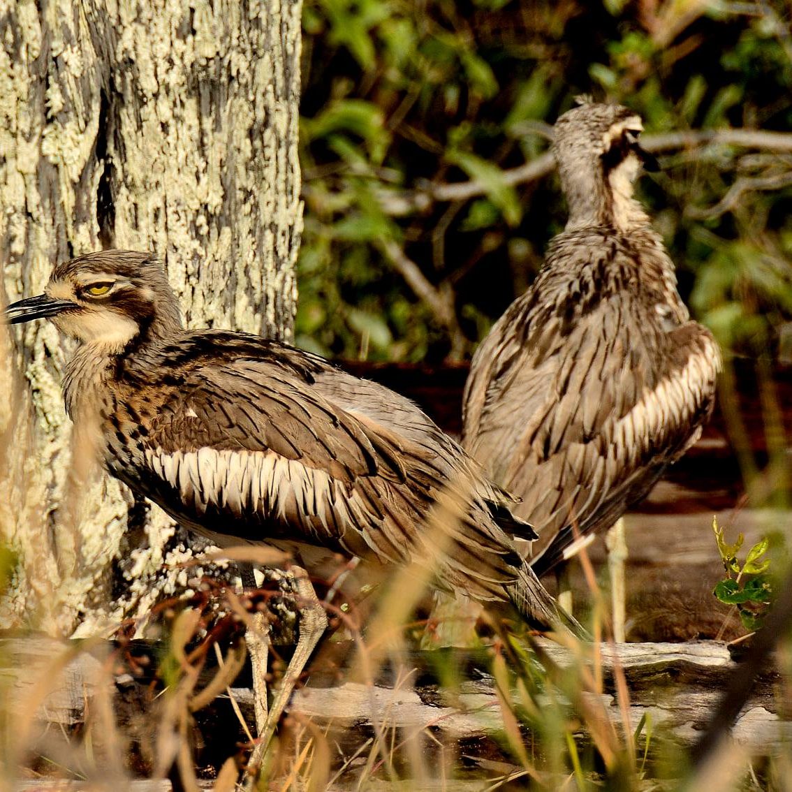 Curlews Coochie Gary Sheehy