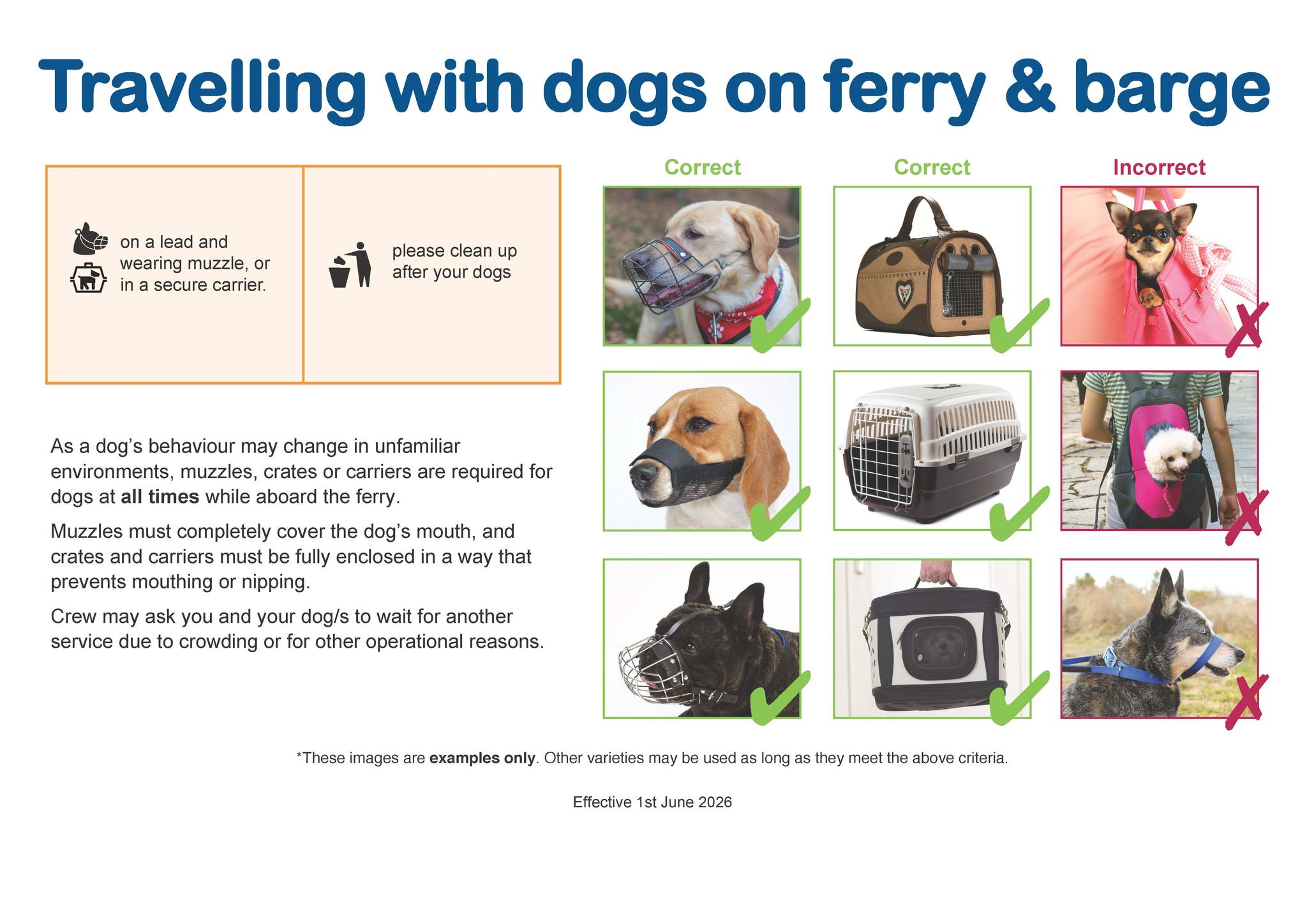 Translink Dog Policy