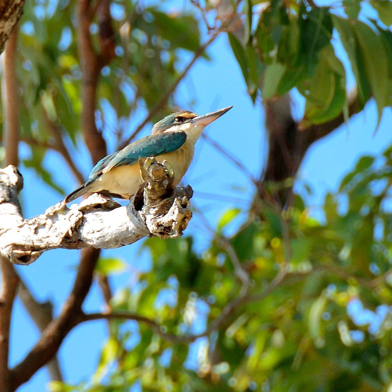 Birdlife on Coochiemudlo Island - Kingfisher