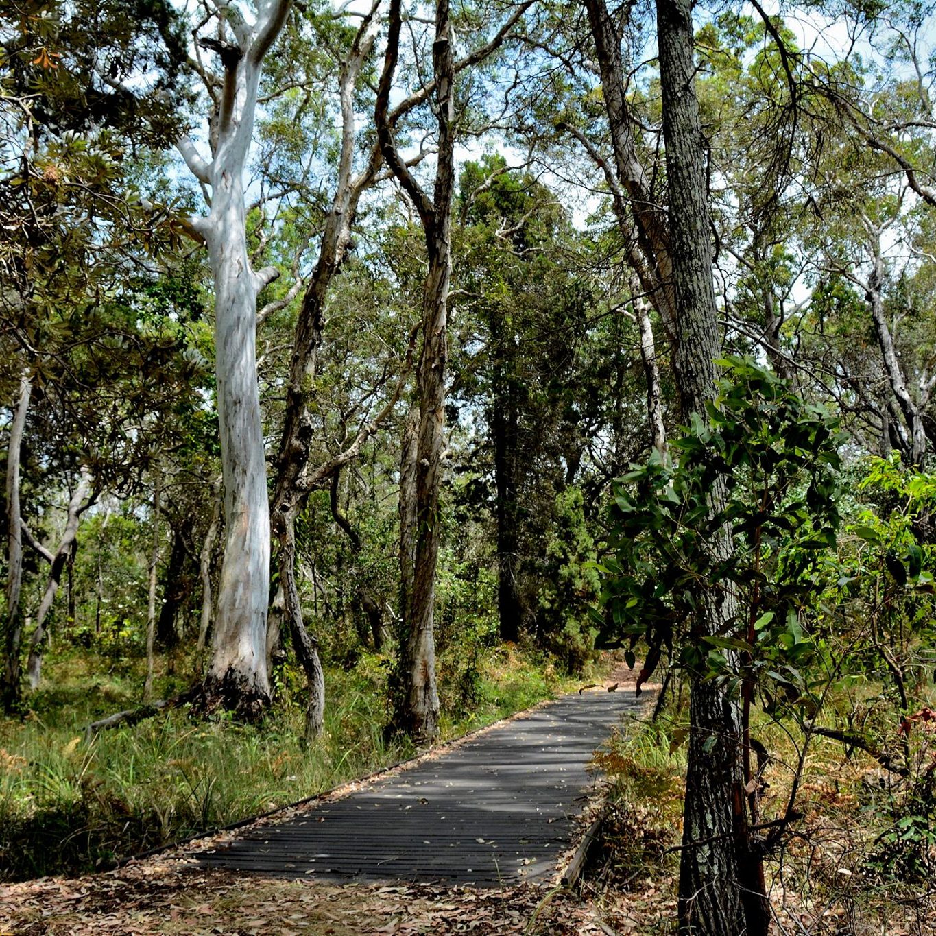 Maleleuca Wetlands on Coochiemudlo Island
